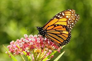 Virtual Garden Talk